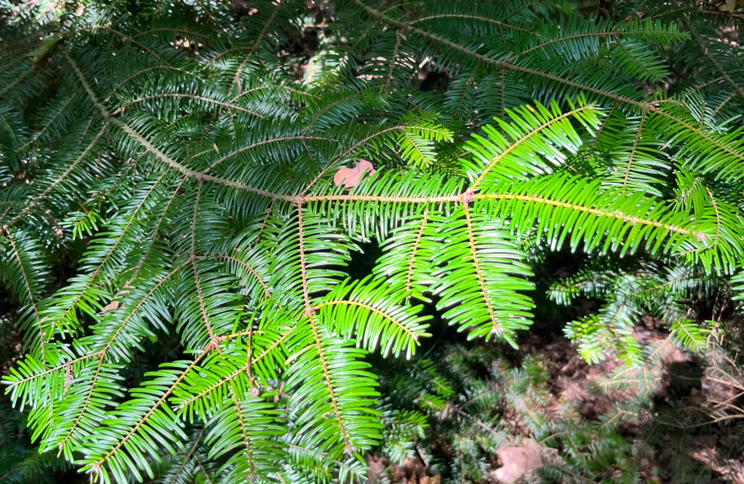 Ontdek hoe een familieopstelling helpt verborgen patronen te doorbreken, energie te laten stromen en innerlijke rust en helderheid te vinden.