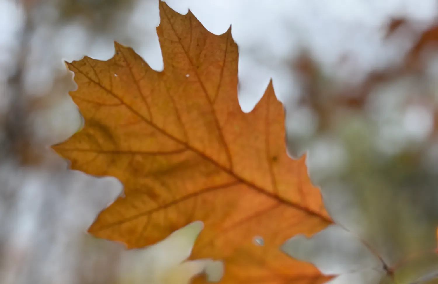 Hoe het verlies van mijn vader mijn grootste trauma én bron van heling werd. Over rouw, schaduwstukken en de weg terug naar jezelf.