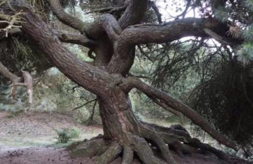 Ontdek hoe de vijf systemische werkwoorden—Uitreiken, Aannemen, Dragen, Leunen en Buigen—balans en verbinding herstellen. Leer de kracht van persoonlijke groei, verantwoordelijkheid en vertrouwen.