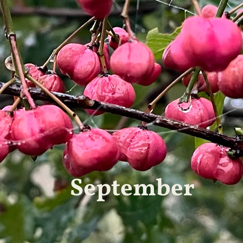 Inspiratiemail September 2025