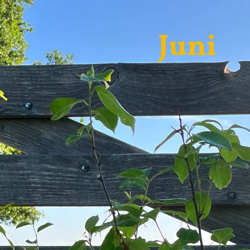 Inspiratiemail voor de maand Juni