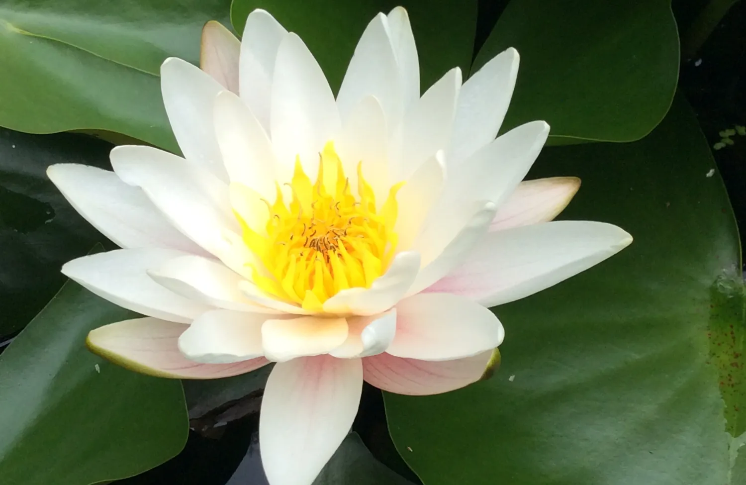 Kom leven vanuit verbinding. Authentiek leven vanuit je kern met identiteitscoaching met systemisch werk als basis