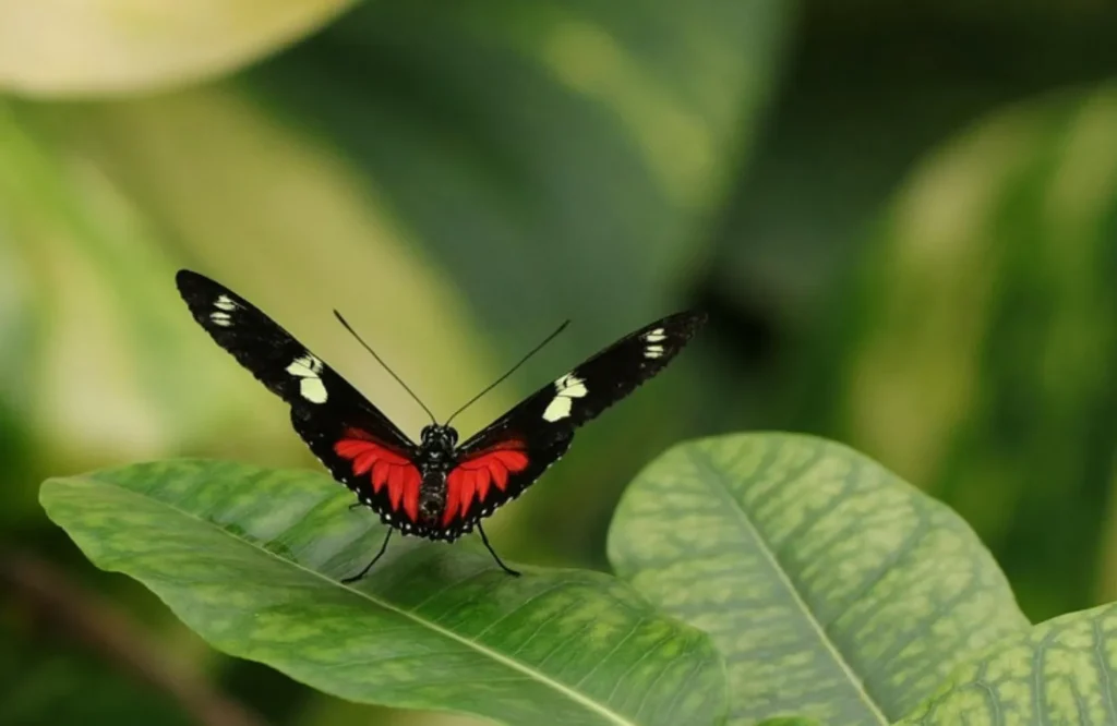 In de complexiteit van onze onderling verbonden wereld, kunnen de kleinste acties een golf van verandering initiëren. Systemisch coaching gaat over die verbondenheid in het systemisch Veld. De Ontmoeting met Jezelf