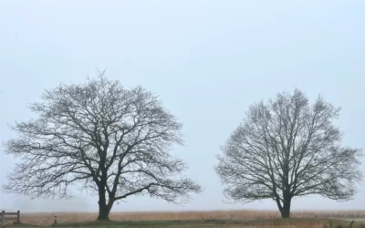Hoe verticale en horizontale loyaliteit elkaar én jou, beïnvloedt