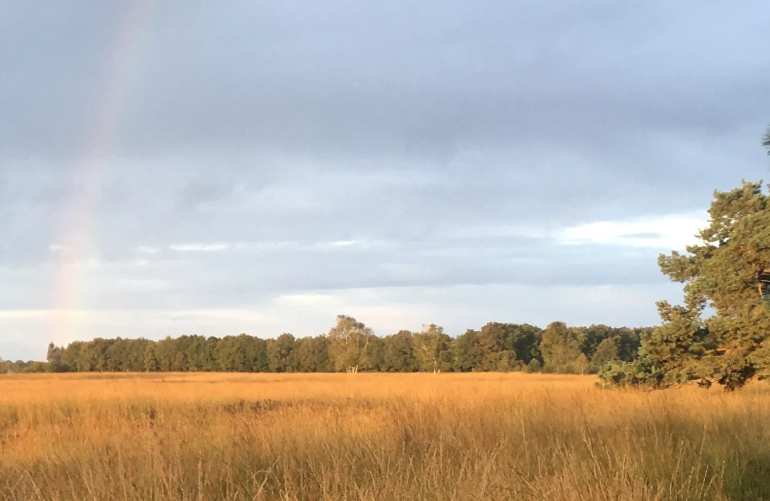 Regenboog als het symbool van verbinding. Zelfresonantie is een proces dat je helpt om verbinding te maken met de verschillende delen van jezelf: je gezonde deel, je overlevingsdeel en je traumadeel. Zelfresonantie