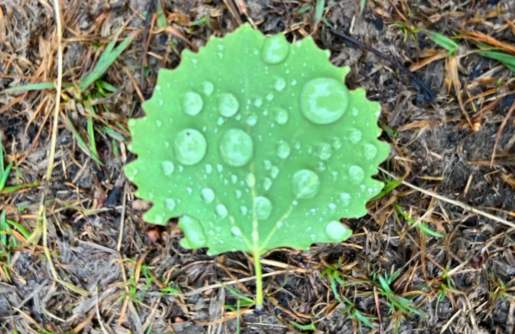 Acceptatie en Lichaam, want Acceptatie begint pas écht als je lichaam meedoet. Ontdek hoe lichaamsbewustzijn, adem en systemisch werk je helpen loslaten wat vastzit.