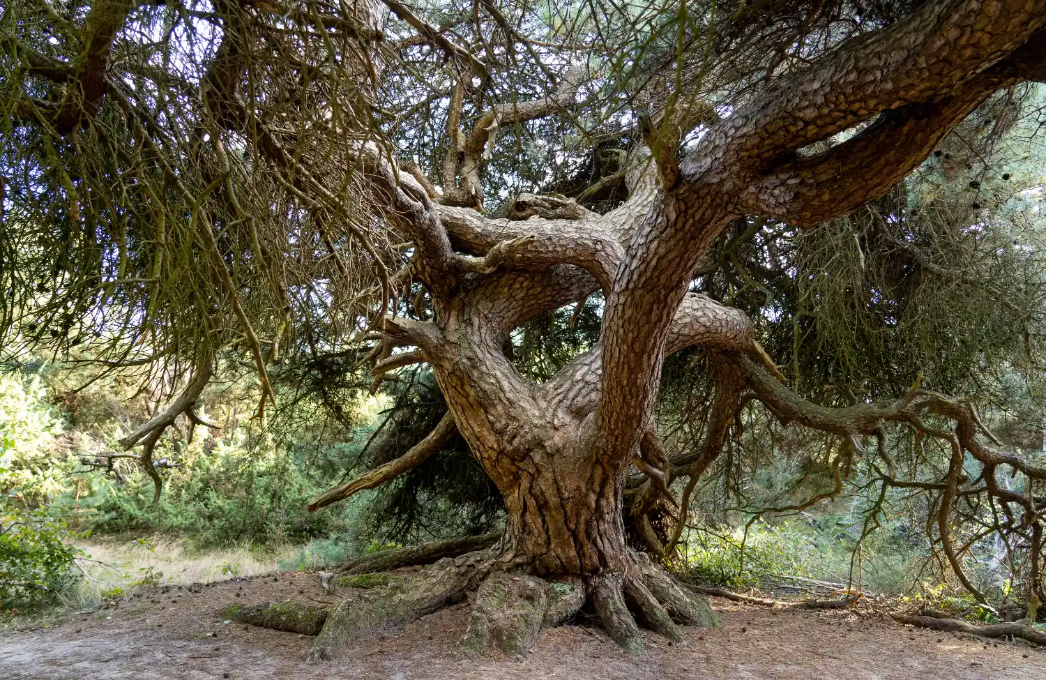 Of je jouw vraag nu al scherp hebt of nog niet weet waar te beginnen, een persoonlijke opstelling helpt je om te ontdekken wat er werkelijk speelt. We onderzoeken samen de onderliggende dynamieken van jouw vraagstuk.