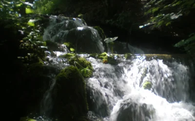 Wiens stem klinkt er mee in jouw “ik moet…”?