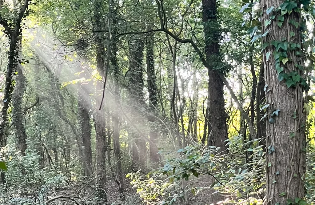 Ontdek hoe schuldgevoelens, angst en zelfcompassie je relaties beïnvloeden. Leer hoe je oude patronen doorbreekt en meer verbinding vindt met jezelf en de ander.