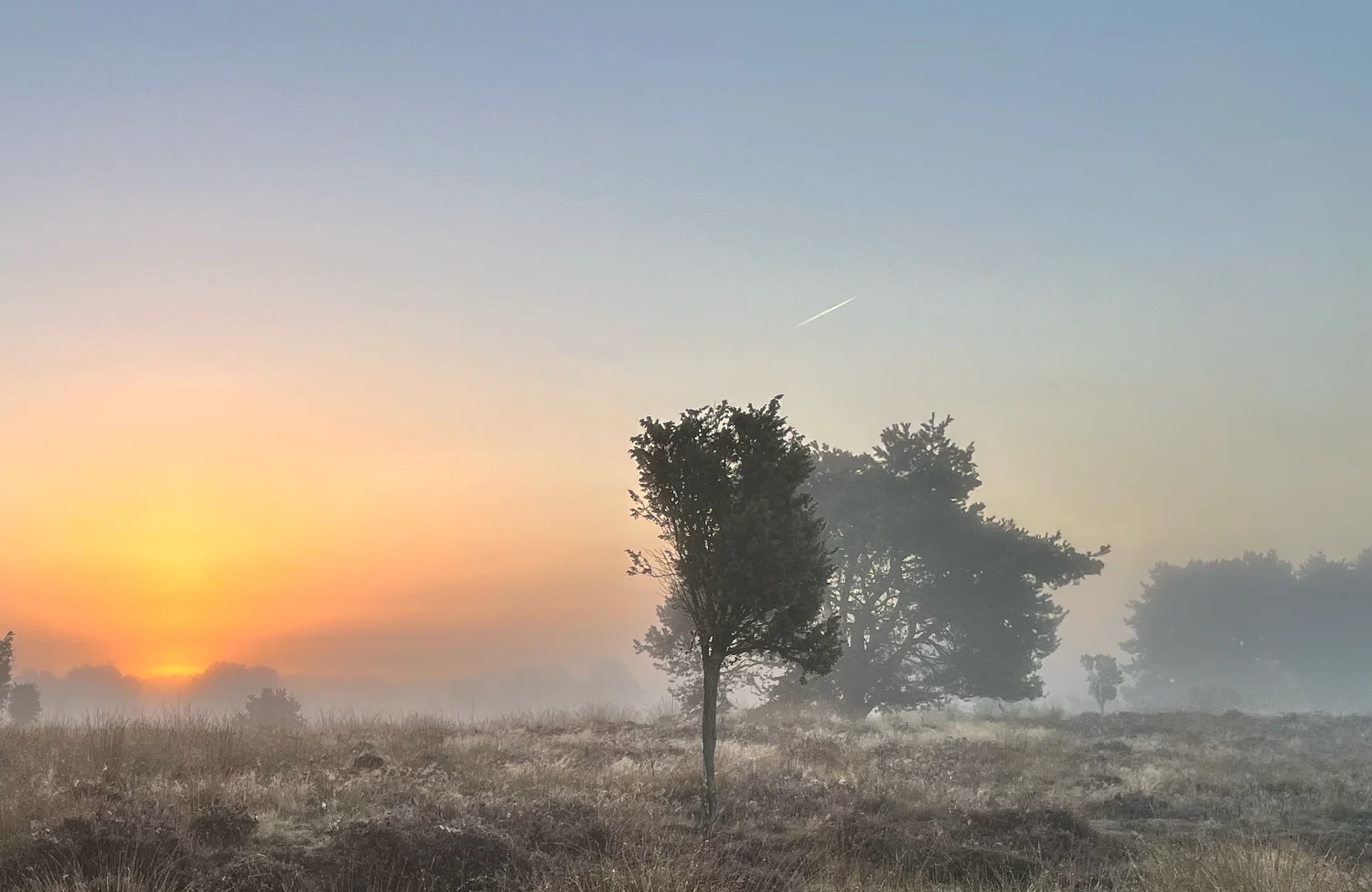 Relatiedynamieken Relatiedynamieken in de natuur. Metafoor voor de vraag... Getrouwd zijn met je moeder?