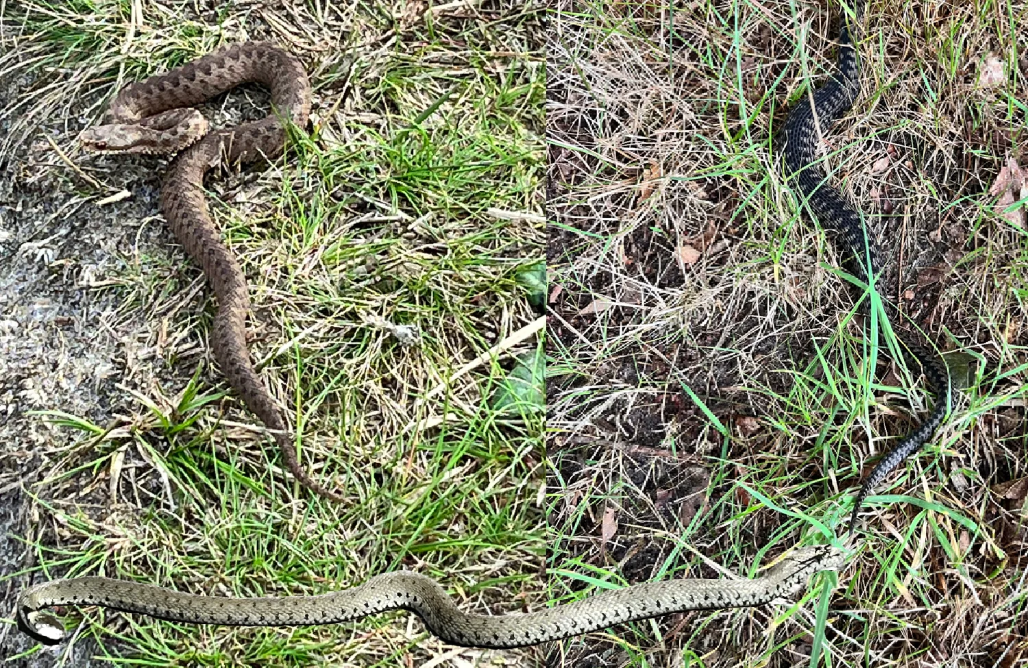 Soms spreekt het leven niet met woorden, maar in symbolen. De afgelopen maanden ontmoette ik drie slangen. Wat begon als toeval, bleek een fluistering van mijn binnenwereld. In dit nieuwe blog neem ik je mee in wat deze ontmoetingen me lieten voelen, begrijpen en openen – in mijzelf en in mijn werk.