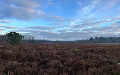 Window of Tolerance – de dunne lijn tussen rust en chaos