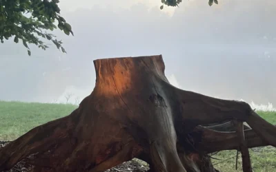 De angst die je niet wilt voelen. Van existentiële angst naar vertrouwen en veiligheid