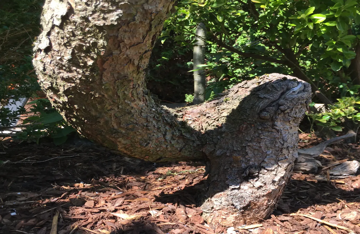 Een gezonde rug ondersteunt jouw organen en bevordert het stromen van energie