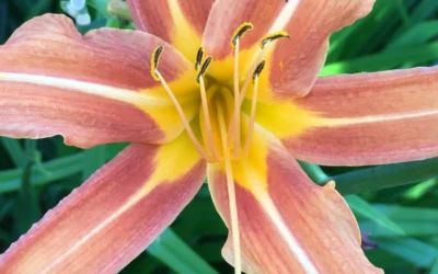 Jouw (onbewuste) invloed op intimiteit en verbinding in je relaties