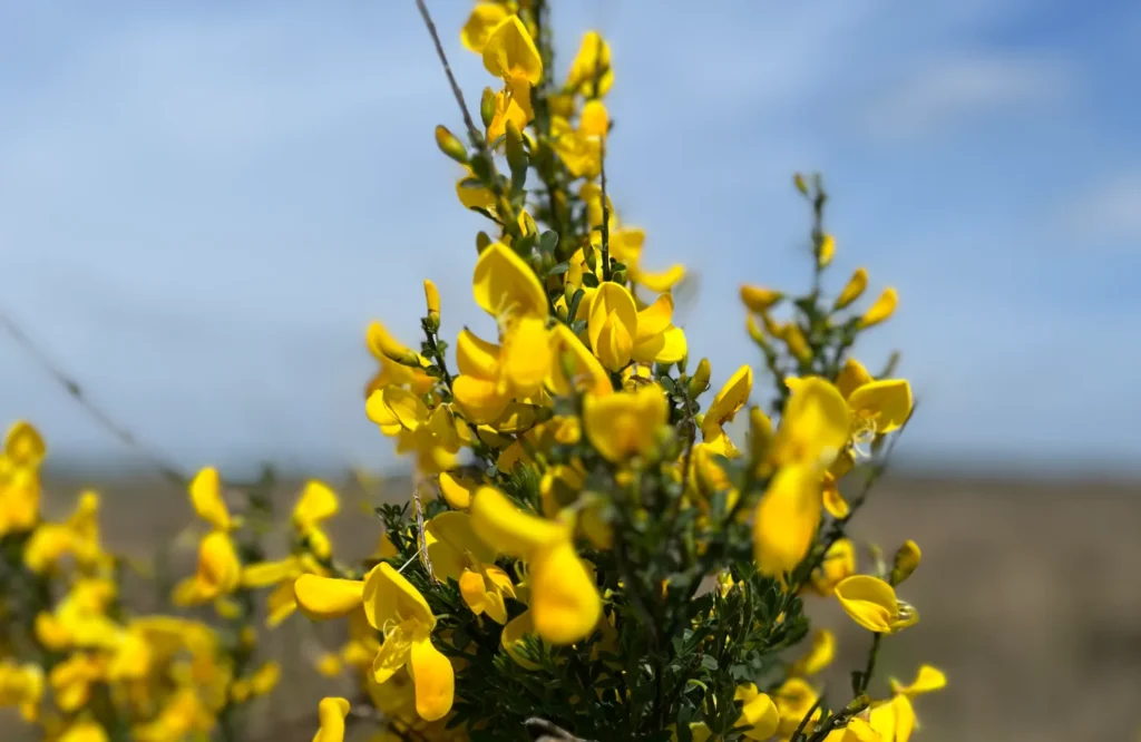 Geel-de kleur van nieuw, van hoop. Als deze systemische Ouder-Kind dynamiek ontrafelt wordt kan ieder weer zijn eigen plek innemen