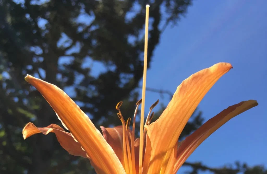 Ontdek hoe angst om niet te bestaan je kind kan veranderen in een tool voor jouw overleving. Leer het verschil tussen bezit en bezetenheid, en vind de weg terug naar vrijheid in de ouder-kindrelatie.