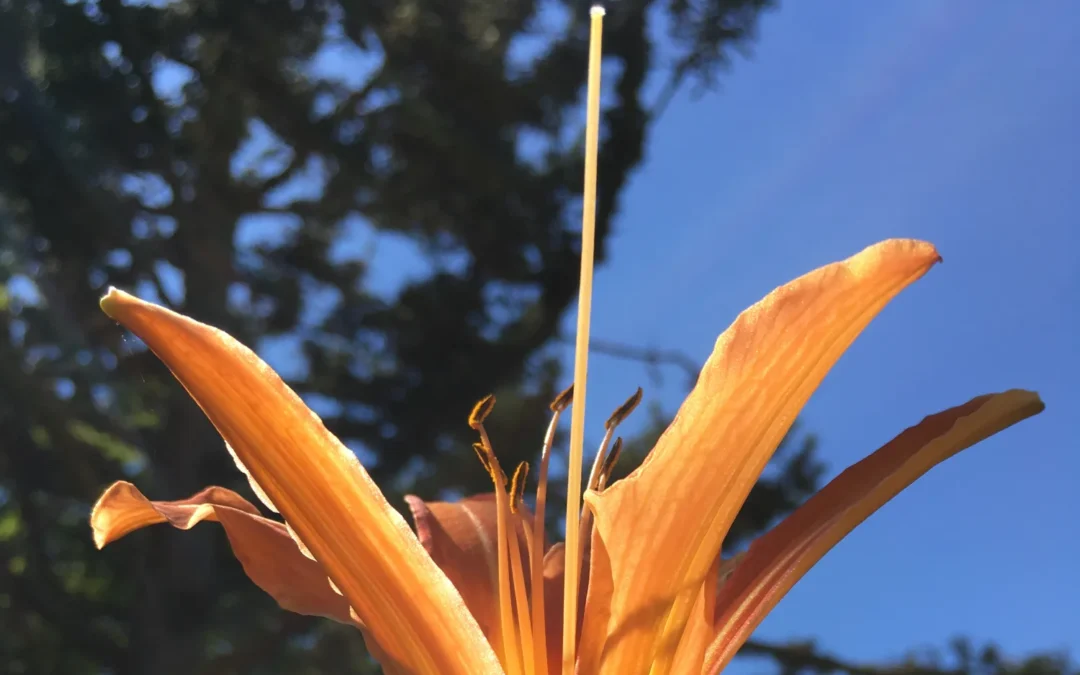 Sta ik mijzelf wel toe dat ik besta? Over bezit, bezetenheid en de prijs van bestaansrecht