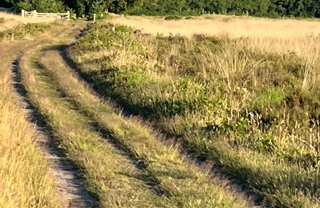 Groeien jullie uit elkaar? Vaak zit de oorzaak in onbewuste loyaliteit aan het verleden. Terwijl één partner het veilige karrenspoor verlaat voor groei, blijft de ander hangen in het bekende.