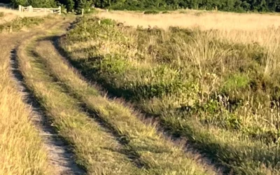 Partner groeit niet mee? Waarom je relatie uit elkaar groeit en wat je kunt doen